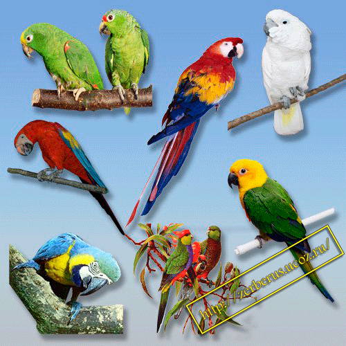 Вырезы попугаев в (PNG)